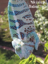 Ambanja Male
