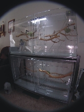 Acrylic Aboreal Cages