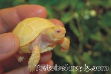Albino Sulcata