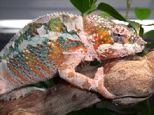 Male Ambilobe