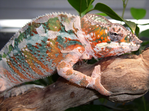 Male Ambilobe