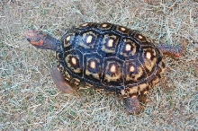 Cherryhead Female