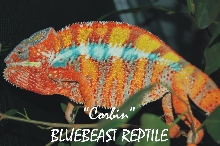 My Boy "Corbin"