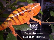 DYLAN