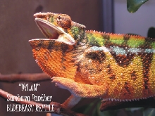 DYLAN
