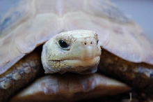 Elongated Tortoise
