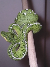 Amazon Basin Emerald
