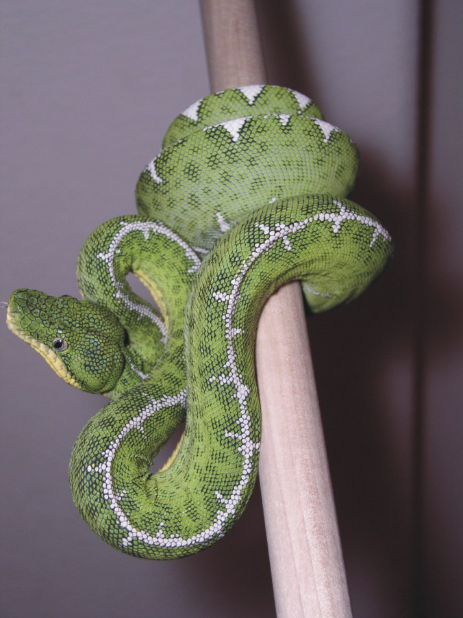 Amazon Basin Emerald