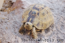 Golden Greek Tortoise
