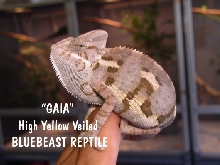 GAIA