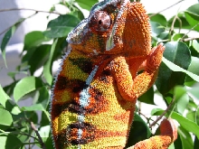 LOKI