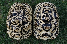 Leopard Tortoises