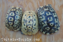 Libyan Greek Tortoises