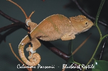 C. Parsonii