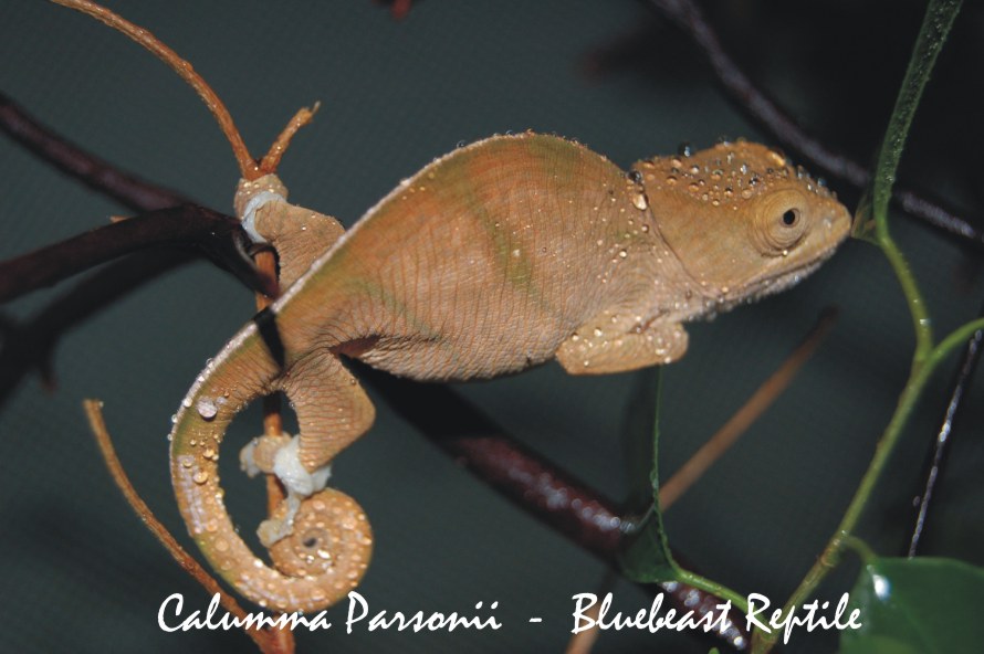 C. Parsonii