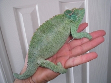 Monster Female Jacksons Chameleon