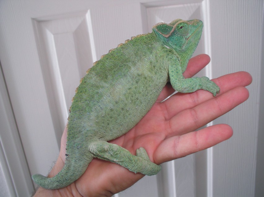 Monster Female Jacksons Chameleon