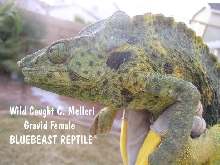 WC Gravid Mellers