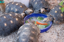 Redfoot Tortoises