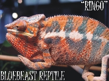 Ringo
