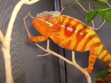 Sambava