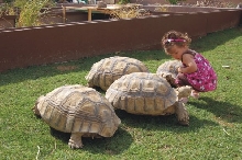 Few of the sulcatas