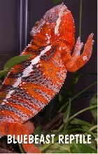 BB Ambilobe