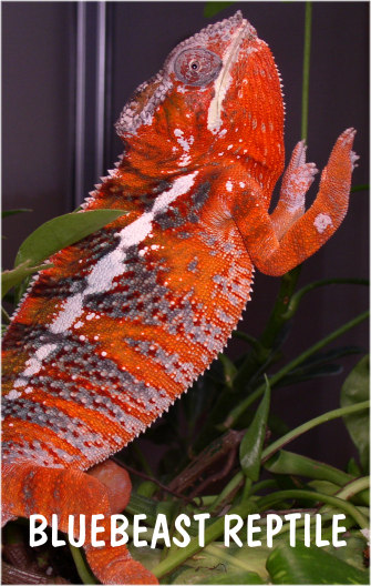 BB Ambilobe