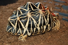 Indian Star Female