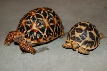 Star Tortoises