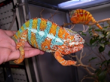 WC Ambilobe