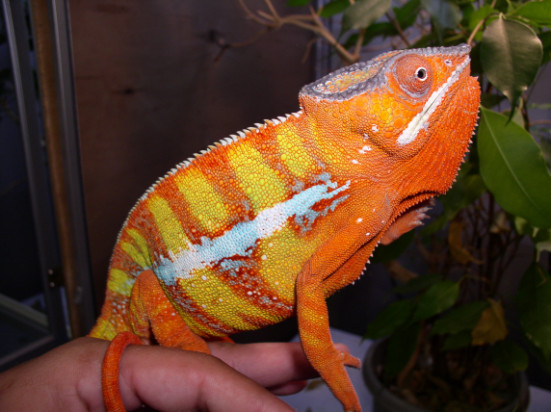 Another WC Ambilobe