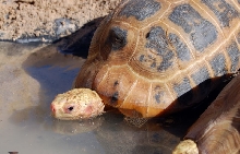 Elongated Tortoise