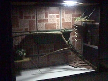 zoe's new terrarium1