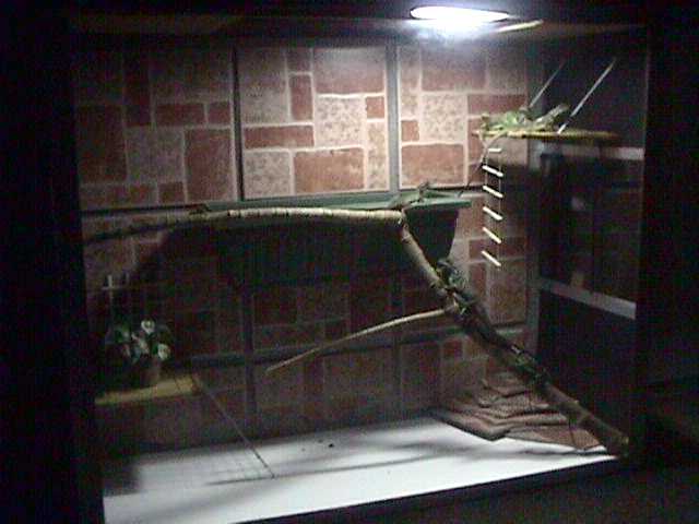 zoe's new terrarium1