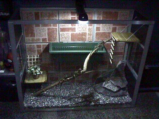 zoe's new terrarium w/ sand