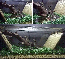 sailfin lizard's Bamboo terrarium