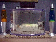 junkquarium