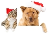Dog and Cat Christmas