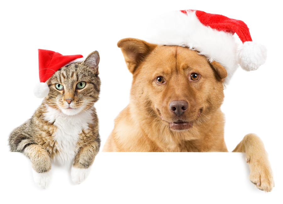 Dog and Cat Christmas