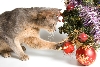 Cat with Christmas ornaments
