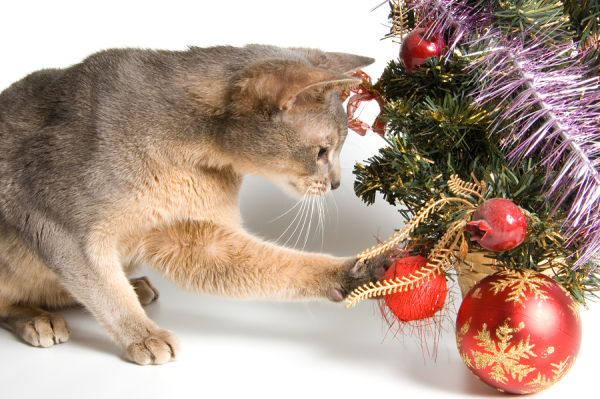 Cat with Christmas ornaments