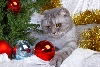 Christmas cat -- tree and ornaments