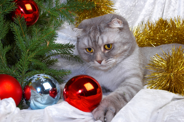 Christmas cat -- tree and ornaments