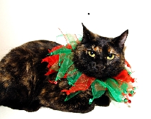 Christmas cat -- red and green collar