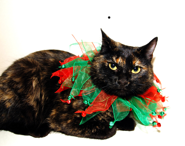 Christmas cat -- red and green collar