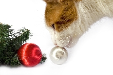 Christmas cat
