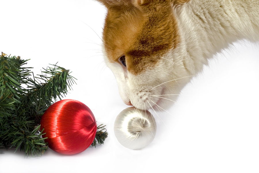 Christmas cat