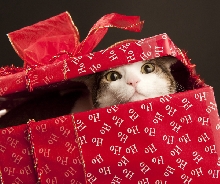 Cat in Christmas wrapped box