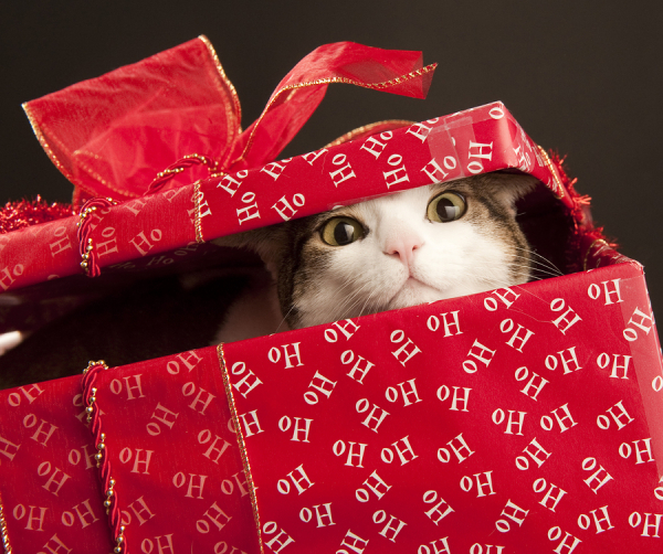Cat in Christmas wrapped box
